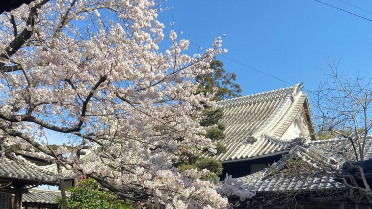 生善寺境内の桜(令和4年3月30日撮影)