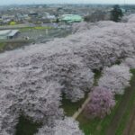 満開!!桜の名所。埼玉県幸手市権現堂桜堤。ドローンでお花見！令和4年4月3日。