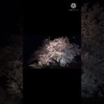 令和4年4月9日｢足羽川原の桜並木｣の音の風景[ASMR]