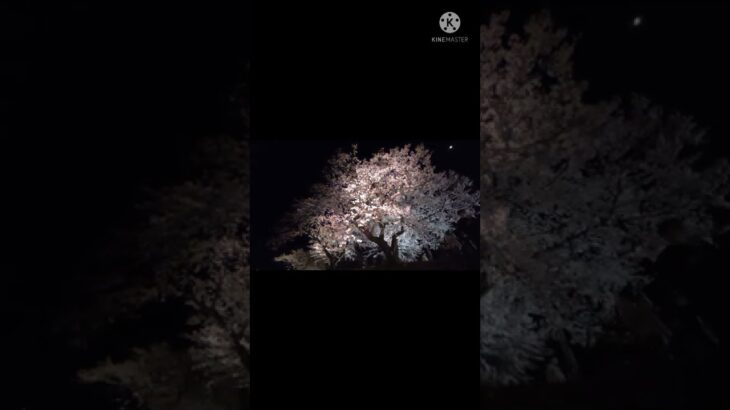 令和4年4月9日｢足羽川原の桜並木｣の音の風景[ASMR]