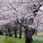 桜のある風景（4K）