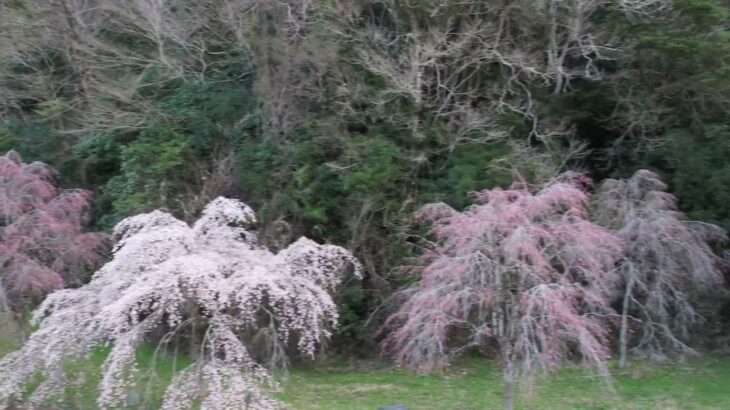 【ドローン】4K DJI AIR2S 中津川の桜