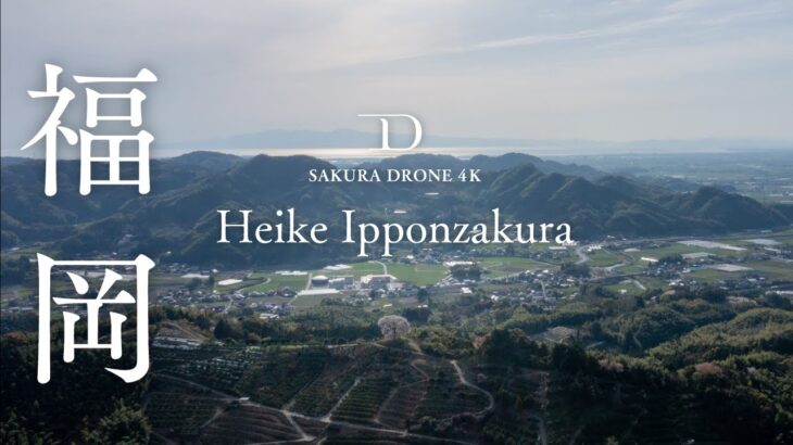 [4K SAKURA] 福岡県みやま市平家の一本桜 / Heike Ipponzakura, Miyama, Fukuoka | 桜ドローンプロジェクト2022