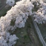 【西会津町ドローン空撮】上野尻発電所の桜　4K　Cherry blossoms in Kaminojiri,Nishiaizu,Fukushima