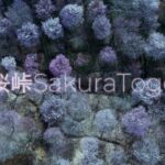 【4Kドローン映像】北塩原村の「桜峠」Sakura Pass,Autel EVO2 Pro, Fukushima-Japan