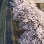 [ドローン空撮]  群馬　桜の名所🌸花見　4k dji mini 2