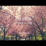 【#88お散歩動画】🍎ベルリンの公園の桜と住宅街のかわいいピンクの桜並木🌸満開の桜