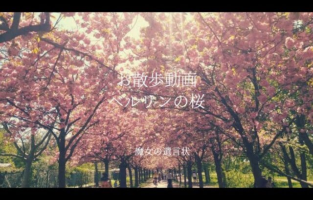 【#88お散歩動画】🍎ベルリンの公園の桜と住宅街のかわいいピンクの桜並木🌸満開の桜