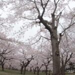 【さくら】BGM付き つがる市 平滝沼公園でお花見気分動画