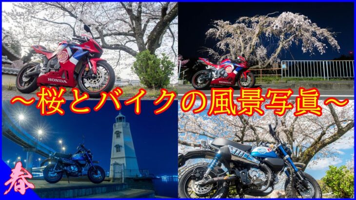 【CBR600RR】 桜とバイクの風景写真☆サクライド2022【モンキー125】【桜巡りプチツー】【モトブログ】