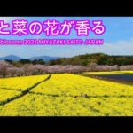 ドローン 空撮 🚀 桜 🌸も 菜の花も満開！最高のコントラストが鮮やかに香る 🌄 宮崎県 西都市 西都原公園 DJI MAVIC2