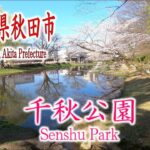 【秋田市千秋公園】秋田の桜とドローンと私【DJI mini2】