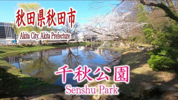 【秋田市千秋公園】秋田の桜とドローンと私【DJI mini2】