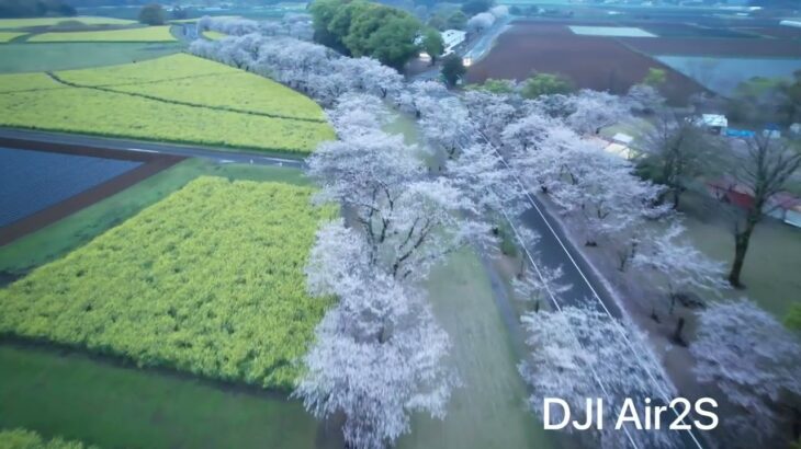 宮崎県西都市 西都原古墳、桜、菜花ドローン撮影。DJIAir2S