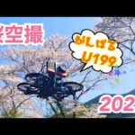 【ドローン/FPV】桜空撮2022【春/季節もの】