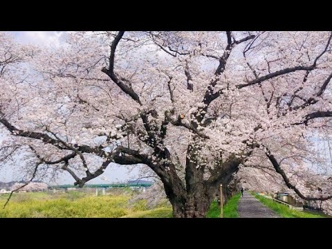 【女子ひとり花見】宮城県にある日本一の桜！一目千本桜｜観光スポット紹介｜おすすめ花見｜宮城旅行(Funaoka,Miyagi,Japan)