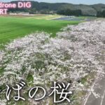 まきばの桜　宮崎県小林市【JNN sakuraドローンDIG】