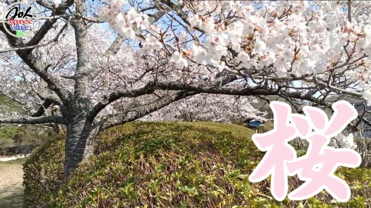 [JVL]2022　春 桜 【田舎の風景】　[JAPANESE VILLAGE LIFE.]