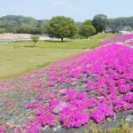 のどかな風景。ネモフィラ？Nemophila？？　芝桜？？Moss phlox