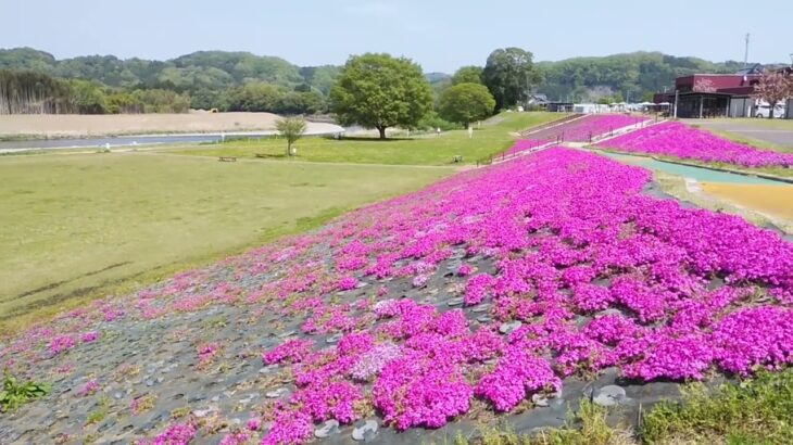 のどかな風景。ネモフィラ？Nemophila？？　芝桜？？Moss phlox