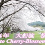 令和４年　大船渡　桜風景　Ofunato　Cherry‐Blossom　2022