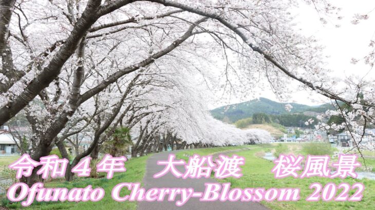 令和４年　大船渡　桜風景　Ofunato　Cherry‐Blossom　2022