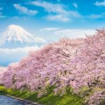 [特別限定公開]日本全国の絶景桜映像でオンライン花見 / Online Cherry blossom Viewing