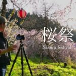 【風景写真】田舎の桜祭りで桜の芸術を撮影｜Sakura photography with Nikon Z7