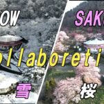 🚁ドローン空撮🚁　UFOの里　⛄千貫森🌸　雪と桜のコラボレーション