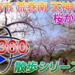 【VR散歩】 2022年の桜!! 伊丹市 荒牧南 天神川沿い＜QooCam 8K＞2022.4.2