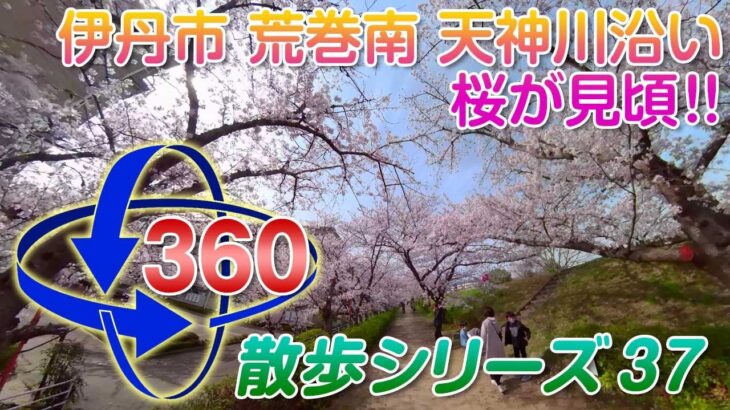 【VR散歩】 2022年の桜!! 伊丹市 荒牧南 天神川沿い＜QooCam 8K＞2022.4.2