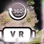 【VR】360°【4K】散りゆく桜　吉良のエドヒガン桜　徳島県 つるぎ町 葉桜　ドローン 空撮　DJI Mavic3　ハートの桜　エドヒガン　3D メタバース MetaQuest VRビデオ