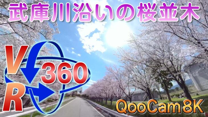 VRドライブ79［兵庫篇］2022年の桜!! 武庫川沿いの桜並木＜QooCaｍ8K VR＞