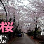 【VR】桜　Cherry Blossoms 青山墓地 Aoyama  VR AMSR in  COVID-19 Japan 2022