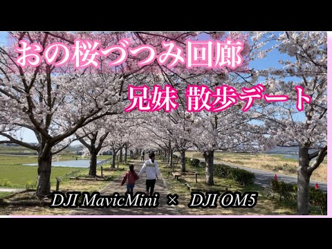 【散歩デート】おの桜づつみ回廊　空中散歩 & 夜桜Verあり　DJI MAVIC MINI × DJI OM5