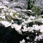【Vlogローカルタイム＃６】里山を彩る桜の風景
