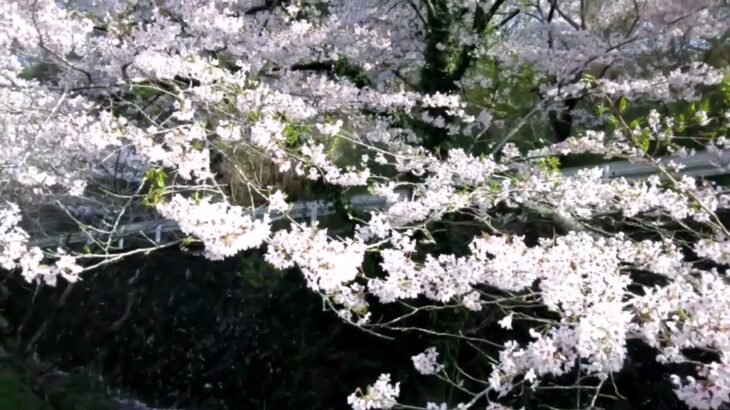 【Vlogローカルタイム＃６】里山を彩る桜の風景