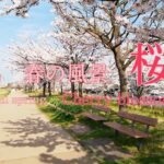 新潟【春の風景】桜beautiful spring of Niigata