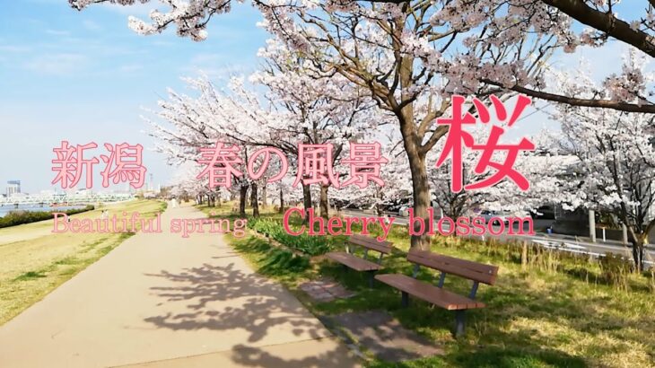 新潟【春の風景】桜beautiful spring of Niigata