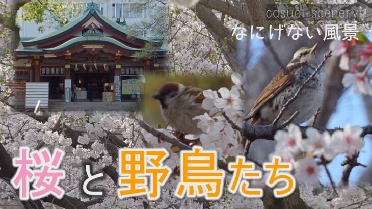 桜と野鳥たち～身近な春を感じる【なにげない風景】casual scenery