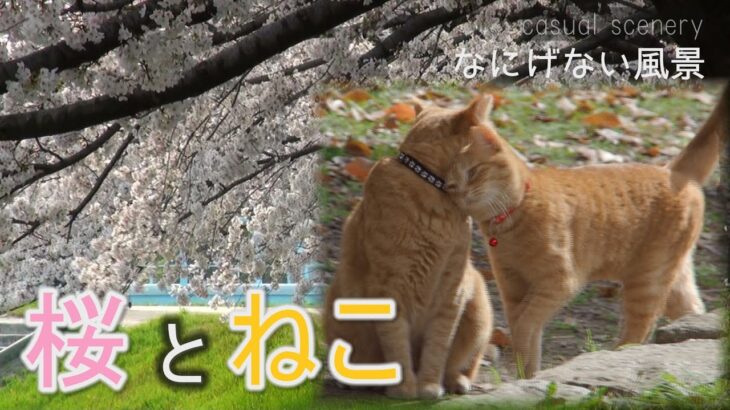 桜とねこ～旧毛馬水門（毛馬第一閘門）の桜と地域ネコ【なにげない風景】casual scenery