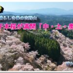 素晴らしき絶景！吉野山の千本桜 満開( ドローン空撮　drone４ｋ動画）