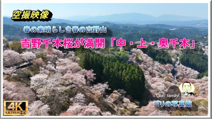 素晴らしき絶景！吉野山の千本桜 満開( ドローン空撮　drone４ｋ動画）
