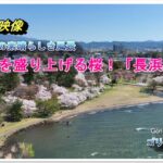 長浜城を盛り上げる満開の桜 ( ドローン空撮　drone４ｋ動画）