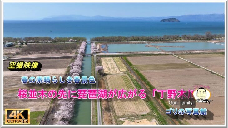 桜並木の続く先は琵琶湖「丁野木川」( ドローン空撮　drone４ｋ動画）