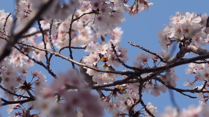 日本の風景　kuni-hiro編集武庫川桜並木　ニューナイスズメ