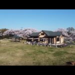桜ドローン動画＠東松山市農林公園