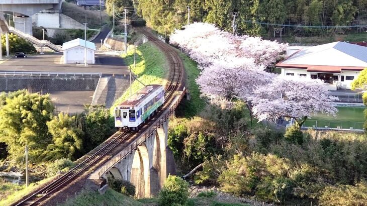 【鉄道】松浦鉄道 桜の風景　～吉井駅周辺～