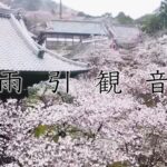 雨引観音の桜をドローンで撮影しました