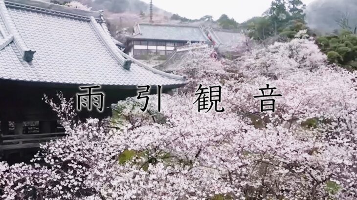 雨引観音の桜をドローンで撮影しました